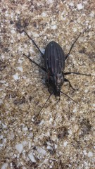 Carabus melancholicus