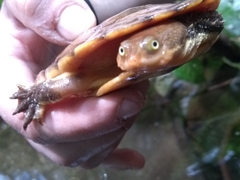 Hydromedusa maximiliani