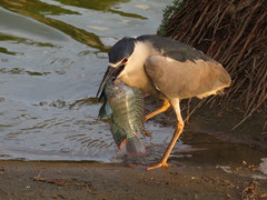 Nycticorax nycticorax