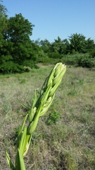 Yucca necopina