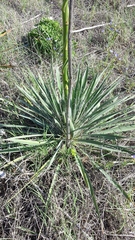 Yucca necopina