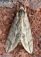 Sphinx canadensis