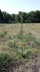 Yucca necopina