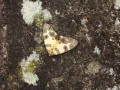 Pantherodes pardalaria