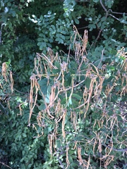 Hippocrepis emerus emeroides