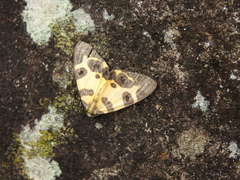 Pantherodes pardalaria