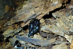 Gnorimus variabilis