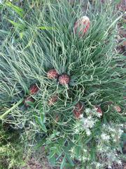 Protea restionifolia