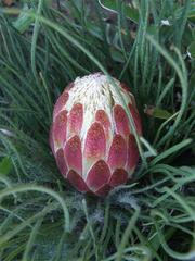 Protea restionifolia
