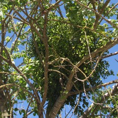 Phoradendron macrophyllum