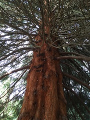 Sequoiadendron