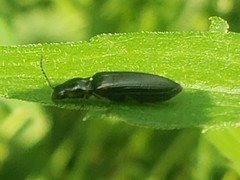 Oestodes tenuicollis