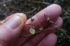 Teucrium parvifolium