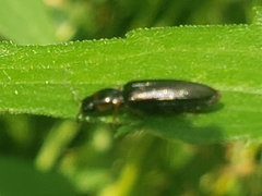 Oestodes tenuicollis