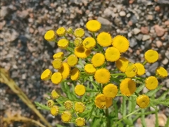 Rhopalomyia tanaceticola