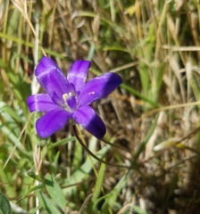 Brodiaea jolonensis