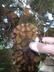 Hydromedusa maximiliani