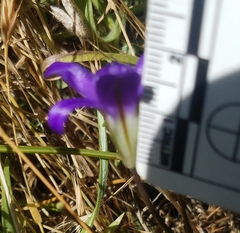 Brodiaea jolonensis