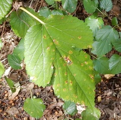 Puccinia malvacearum