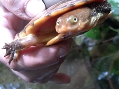 Hydromedusa maximiliani