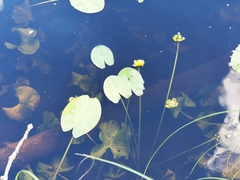 Nuphar pumila