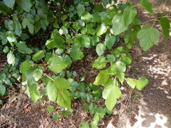 Puccinia malvacearum