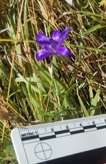 Brodiaea jolonensis