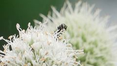 Hylaeus