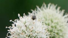 Hylaeus