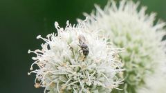 Hylaeus