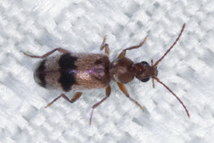 Notoxus calcaratus