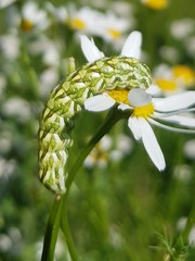 Cucullia chamomillae