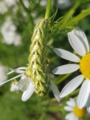 Cucullia chamomillae