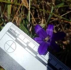 Brodiaea jolonensis