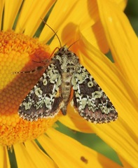 Pseudanarta basivirida