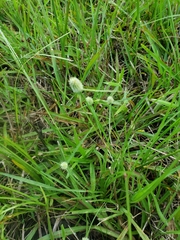 Cyperus sesquiflorus sesquiflorus