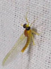 Heptagenia longicauda