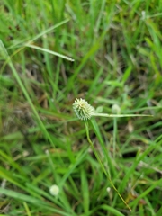 Cyperus sesquiflorus sesquiflorus