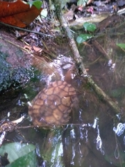 Hydromedusa maximiliani