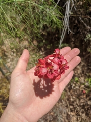 Delphinium cardinale