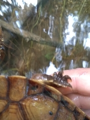 Hydromedusa maximiliani