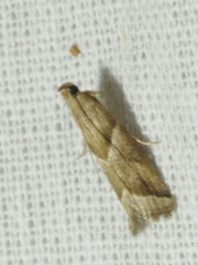 Nyctegretis lineana