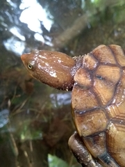 Hydromedusa maximiliani