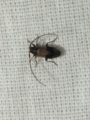 Exocentrus punctipennis