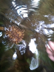 Hydromedusa maximiliani