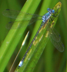 Lestes eurinus