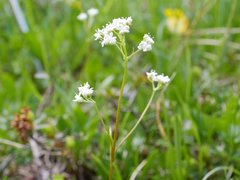 Valeriana saxatilis