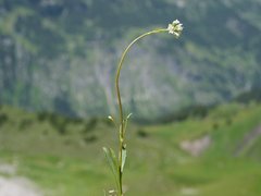 Valeriana saxatilis
