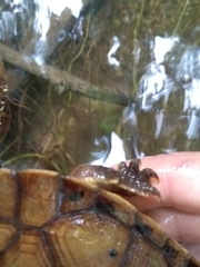 Hydromedusa maximiliani