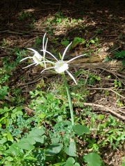 Hymenocallis occidentalis